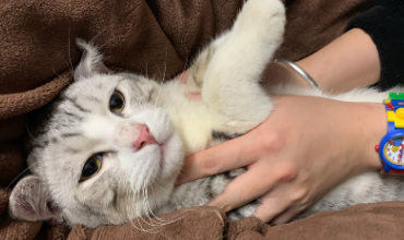养猫管理条例规定 养猫管理条例规定