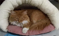 小猫身上发凉什么情况