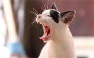 小猫为什么一直叫个不停
