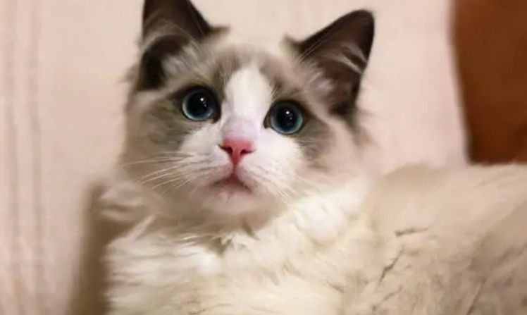 布偶猫一年发几次情啊 布偶猫一年发几次情啊