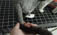 用力拉猫尾巴会怎么样