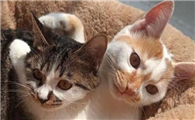 一公一母猫会占地盘么