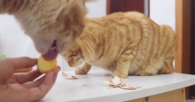 小猫能吃鸡蛋吗