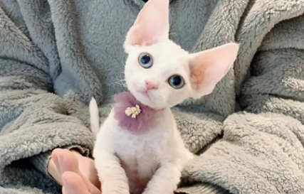 德文卷毛猫怎么看纯不纯