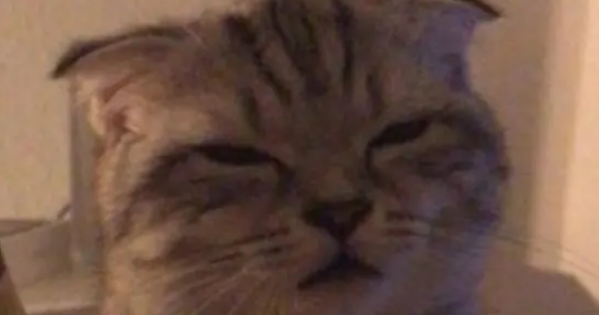 猫咪偷偷闻了红酒后，立马上头，模样异常可爱特别呆萌