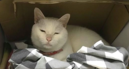小猫为什么不喜欢睡猫窝