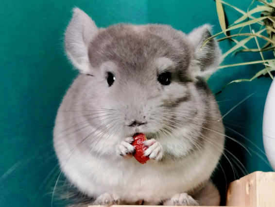 龙猫为何吃自己的粪便 由于体内的益生菌不足