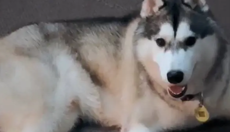 爱喝饮料的二哈，拉着主人网便利店跑：不给我买饮料，就不走了