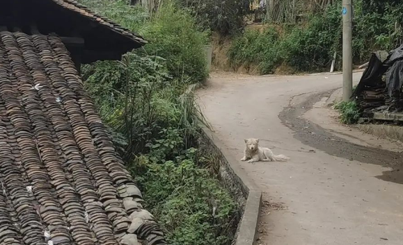 湖南遭狗咬伤男童已出ICU,肇事阿拉斯加犬被“处死” 湖南遭狗咬伤男童已出ICU,肇事阿拉斯加犬被“处死”