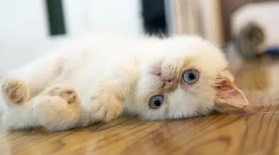 小猫多久不喝奶会饿死 小猫多久不喝奶会饿死