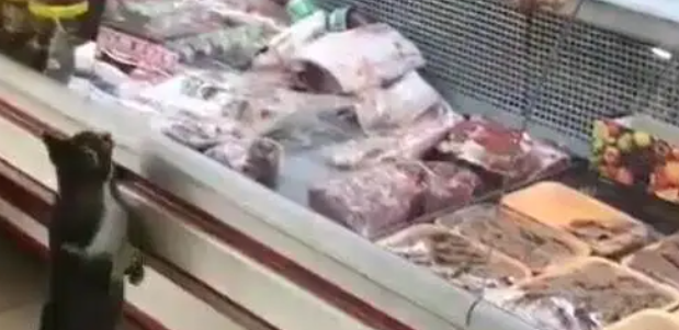 流浪猫饥饿难耐，闯入肉铺讨吃，没想到老板的反应令人赞叹