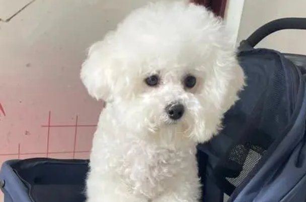 比熊犬多少钱一只