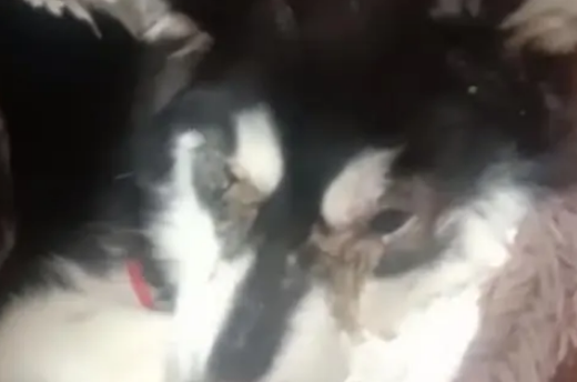 黑龙江:犬瘟后期的二哈被绑上嘴,扔在垃圾桶旁,狗狗:我想活着 黑龙江:犬瘟后期的二哈被绑上嘴,扔在垃圾桶旁,狗狗:我想活着
