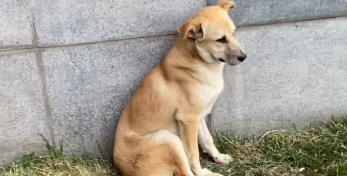 流浪狗偷拿外卖,被当场抓获,狗狗被教育的样子太可爱了 流浪狗偷拿外卖,被当场抓获,狗狗被教育的样子太可爱了