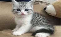 美短和英短