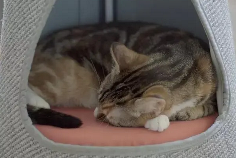 孕猫出现找窝行为 孕猫出现找窝行为