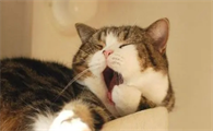 小猫呼吸声很大像鼻子不通气