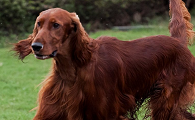 爱尔兰雪达犬的喂食要点，他的喂食要点同其他犬类似
