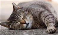 小猫一直发出咕噜咕噜的声音