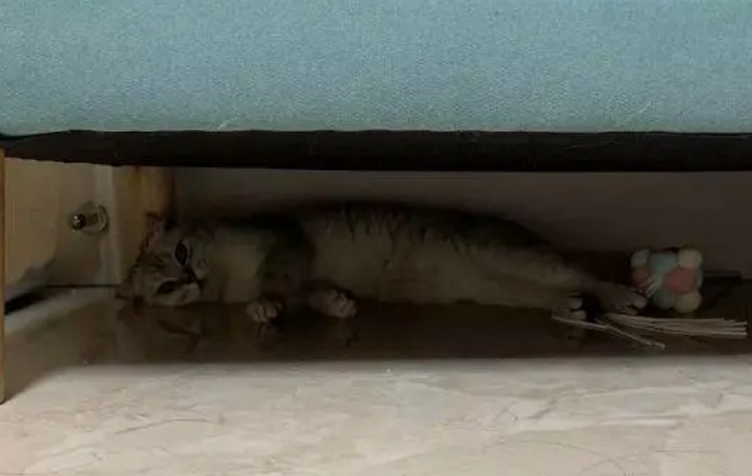 养了很久的猫突然躲床底下 养了很久的猫突然躲床底下