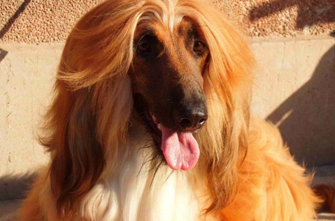 阿富汗猎犬洗澡 注意保护眼睛和耳朵防止进水