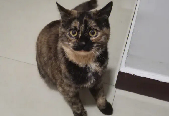 玳瑁猫怎么养? 玳瑁猫为什么没人养 玳瑁猫怎么养? 玳瑁猫为什么没人养