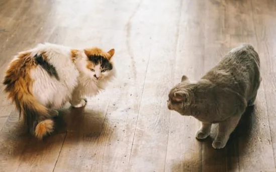 如何判断猫咪是在真打架，还是闹着玩？