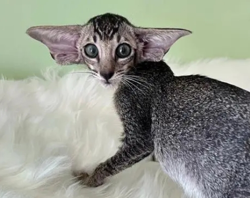 东方短毛猫的价格多少钱一只