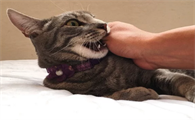 小猫喜欢咬人手是什么原因
