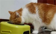 小猫一天喂几次