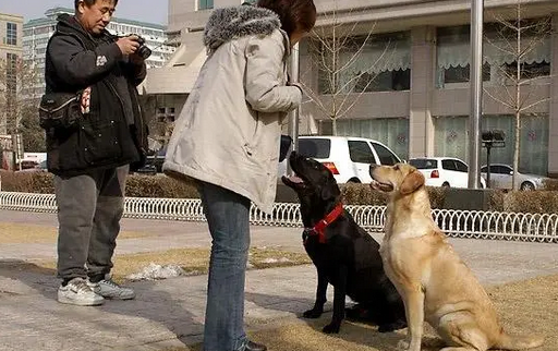 回顾女子牵着狗,在街上对人动手,她目中无人连打带骂,还在捣乱