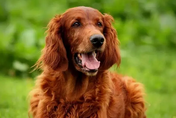 爱尔兰雪达犬怎么选？要留意它的骨骼是否匀称