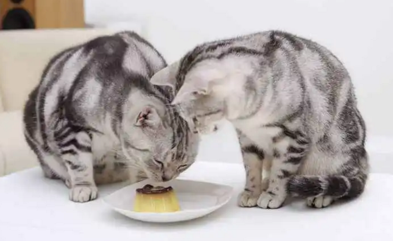 小猫能吃什么人类的食物