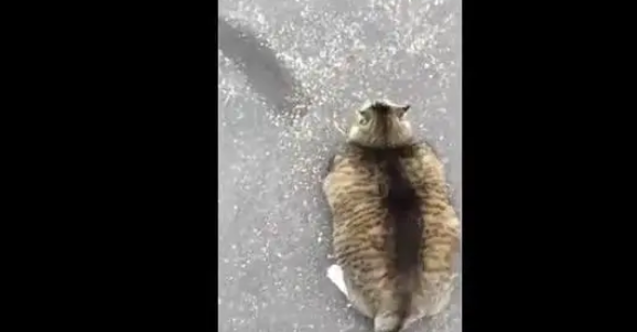 对偶遇的猫说了句话，结果猫咪生气了，要网友必须负责