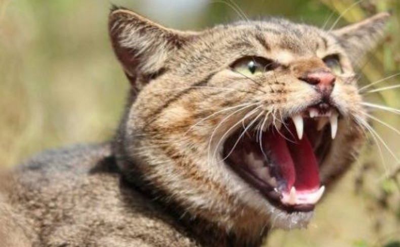 有什么办法毒死野猫