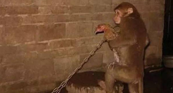 猴子每天抱着一只鸡玩,主人疑惑不已,静静观察几天后哭了 猴子每天抱着一只鸡玩,主人疑惑不已,静静观察几天后哭了