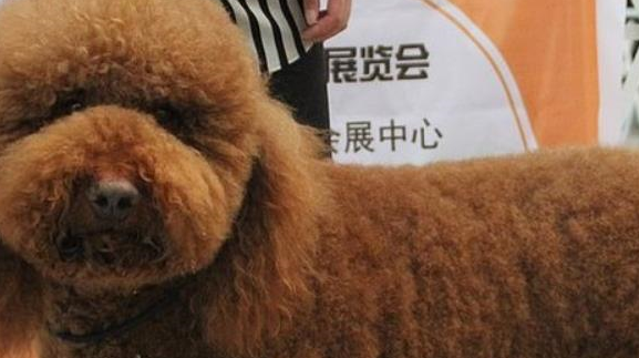 铲屎官养了只巨型泰迪,站起来比主人还高,一出门就成焦点 铲屎官养了只巨型泰迪,站起来比主人还高,一出门就成焦点
