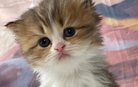 拦截“猫车”事件始末:杭州并非个例,这些猫原本可能会流向餐桌 拦截“猫车”事件始末:杭州并非个例,这些猫原本可能会流向餐桌