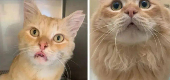 网友捡到一只受伤的橘猫，半年后却被惊艳到：捡到宝了