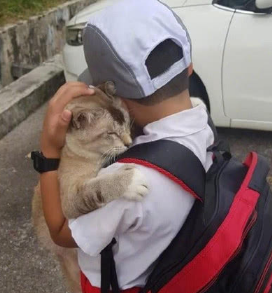 小主人上学舍不得猫咪,临别前举动让主人感到欣慰,孩子成长之路 小主人上学舍不得猫咪,临别前举动让主人感到欣慰,孩子成长之路