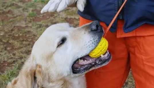 废墟中的“生命雷达”:搜救犬到底有多厉害? 废墟中的“生命雷达”:搜救犬到底有多厉害?