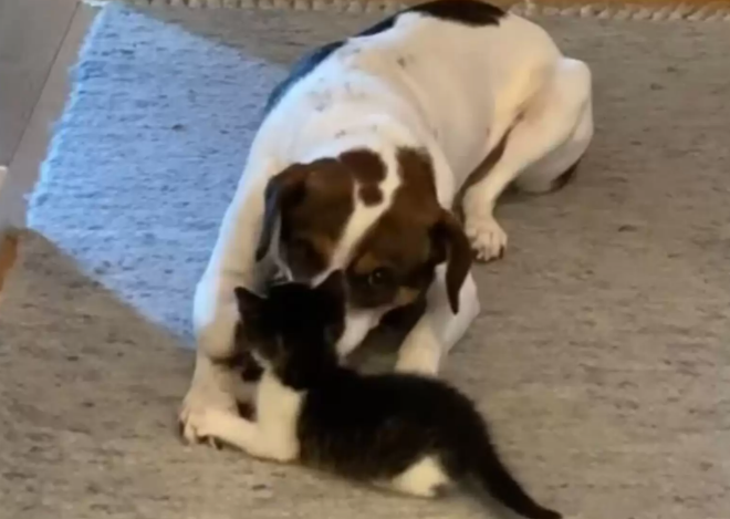 狗狗对主人救助回家的小猫视同己出,刚见面就一把搂进怀里不撒手 狗狗对主人救助回家的小猫视同己出,刚见面就一把搂进怀里不撒手