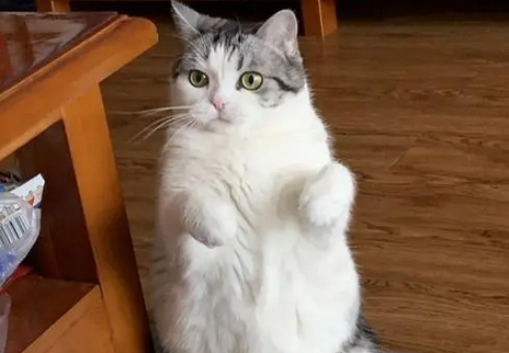 小猫为什么一摸就站起来 小猫为什么一摸就站起来