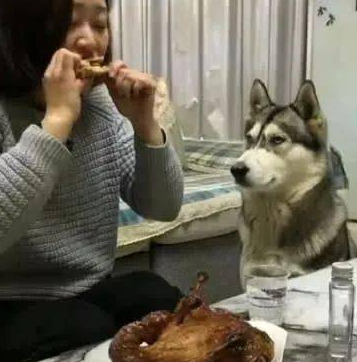 主人背着哈士奇吃烤鸭,上个厕所回来,哈士奇的举动简直成精了 主人背着哈士奇吃烤鸭,上个厕所回来,哈士奇的举动简直成精了