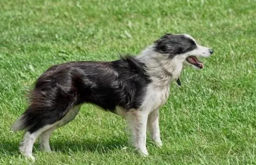 牧羊犬在羊群背上展示水上漂，10秒解”