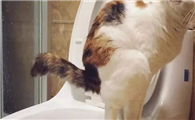 一个月小猫不拉屎怎么办