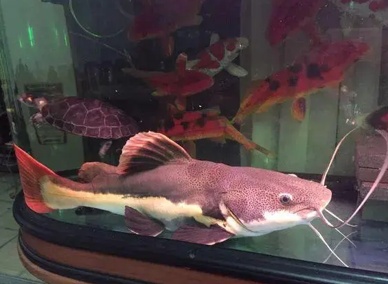 招财猫鱼死前症状 招财猫鱼死前症状