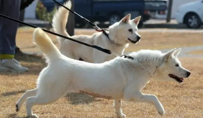韩国友谊使节“丰山犬”何去何从?弃养风波后至今滞留动物医院 韩国友谊使节“丰山犬”何去何从?弃养风波后至今滞留动物医院
