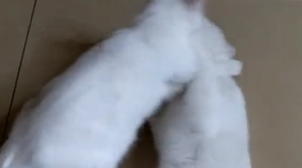 猫妈要生二胎,拖着它的大儿子去看,大喵:妈我不要面子的吗 猫妈要生二胎,拖着它的大儿子去看,大喵:妈我不要面子的吗