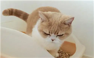小猫拉稀怎么办